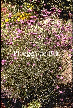 Verbena bonariensis