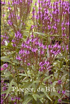 Verbena hastata