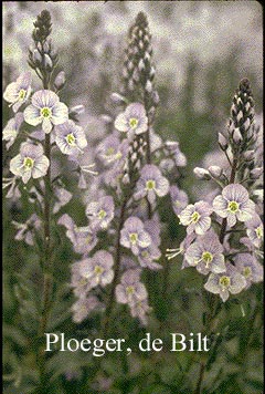 Veronica gentianoides