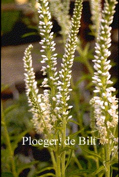 Veronica longifolia 'Schneeriesin'