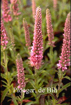 Veronica spicata 'Heidekind'