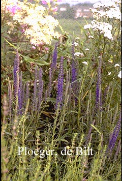 Veronica spicata 'Romiley Purple' (72951)