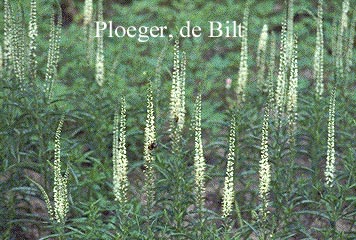 Veronicastrum virginicum 'Album'