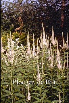 Veronicastrum virginicum 'Pink Glow'