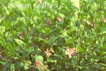 Vinca major