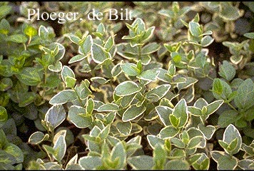 Vinca major 'Variegata'