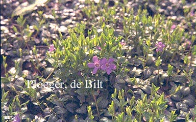 Vinca minor