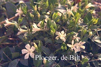 Vinca minor 'Alba'