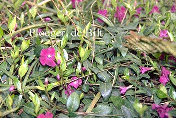 Vinca minor 'Atropurpurea'