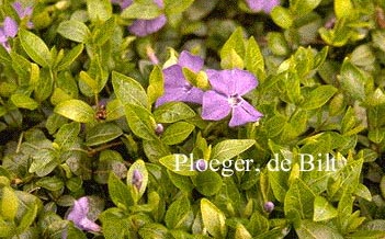 Vinca minor 'La Grave'