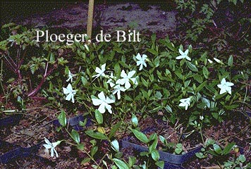 Vinca minor 'Gertrude Jekyll'