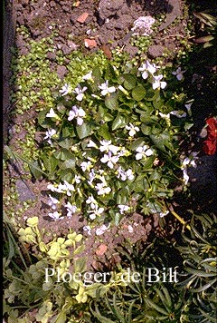 Viola sororia 'Freckles'