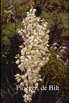 Yucca filamentosa