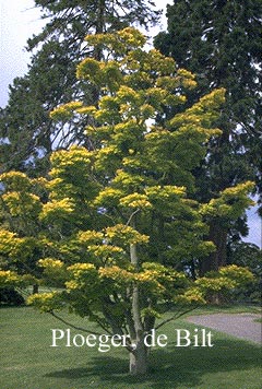 Acer shirasawanum 'Aureum'