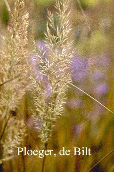 Calamagrostis brachytricha