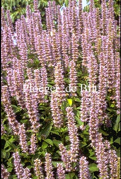 Agastache 'Blue Fortune'