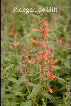 Agastache 'Firebird'