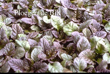 Ajuga reptans 'Catlin's Giant'