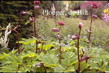 Angelica gigas