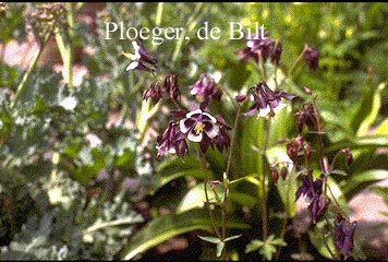 Aquilegia vulgaris 'Adelaide Addison' (73060)