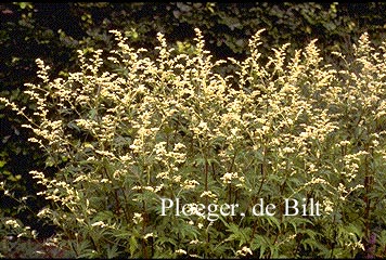 Artemisia lactiflora 'Guizhou' (73066)