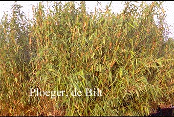 Fargesia murieliae 'Simba'