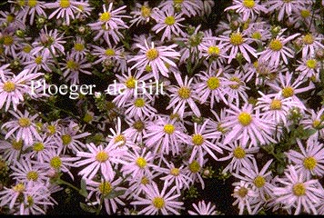 Aster amellus 'Rudolf Goethe'