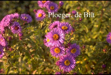 Aster novae-angliae 'Purple Dome'