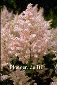 Astilbe 'Peach Blossom'