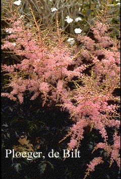 Astilbe 'Hennie Graafland'