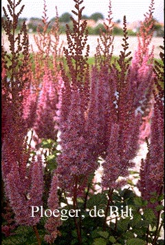 Astilbe chinensis 'Purpurkerze'