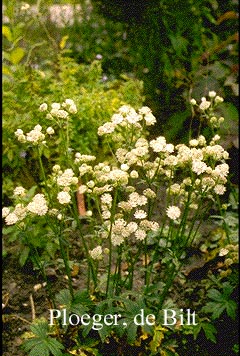 Astrantia major 'Alba'