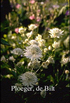 Astrantia major 'Shaggy'