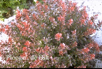 Berberis thunbergii 'Atropurpurea Nana'