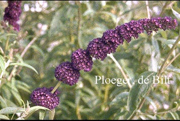 Buddleja davidii 'Black Knight'