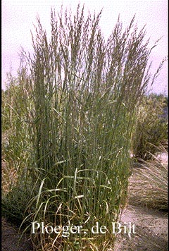 Calamagrostis acutiflora 'Karl Foerster'