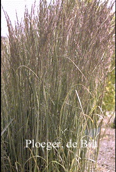 Calamagrostis acutiflora 'Overdam'