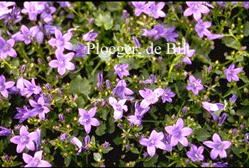 Campanula portenschlagiana 'Resholt Variety'