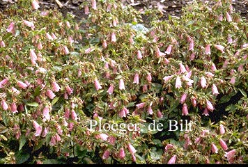 Campanula 'Elizabeth'