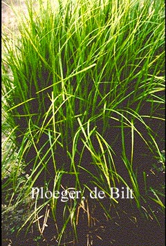 Carex muskingumensis