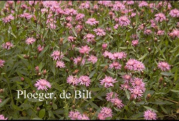 Centaurea alpestris