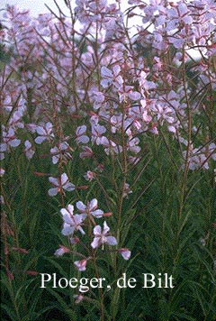 Chamerion angustifolium 'Stahl Rose'