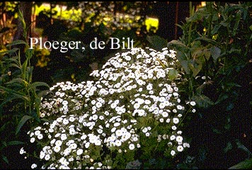 Tanacetum parthenium 'Sissinghurst White'