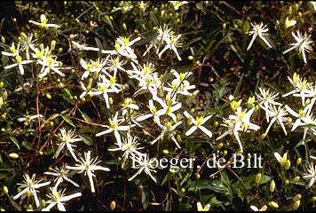 Clematis flammula