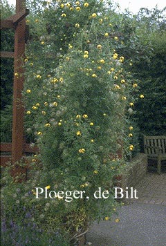 Clematis 'Aureolin'