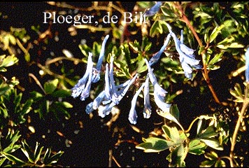 Corydalis flexuosa