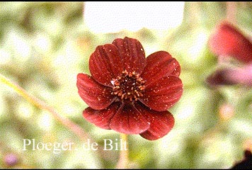 Cosmos atrosanguinea