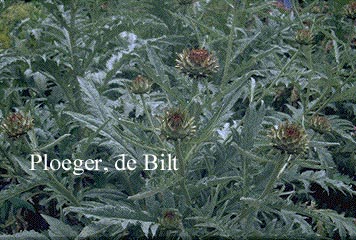 Cynara scolymus