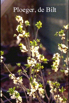 Daphne mezereum 'Alba'