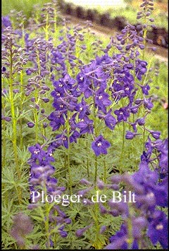 Delphinium 'Atlantis'